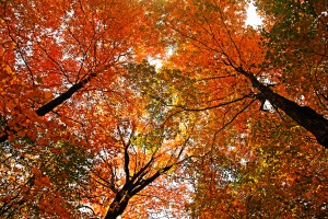 Autumn Party